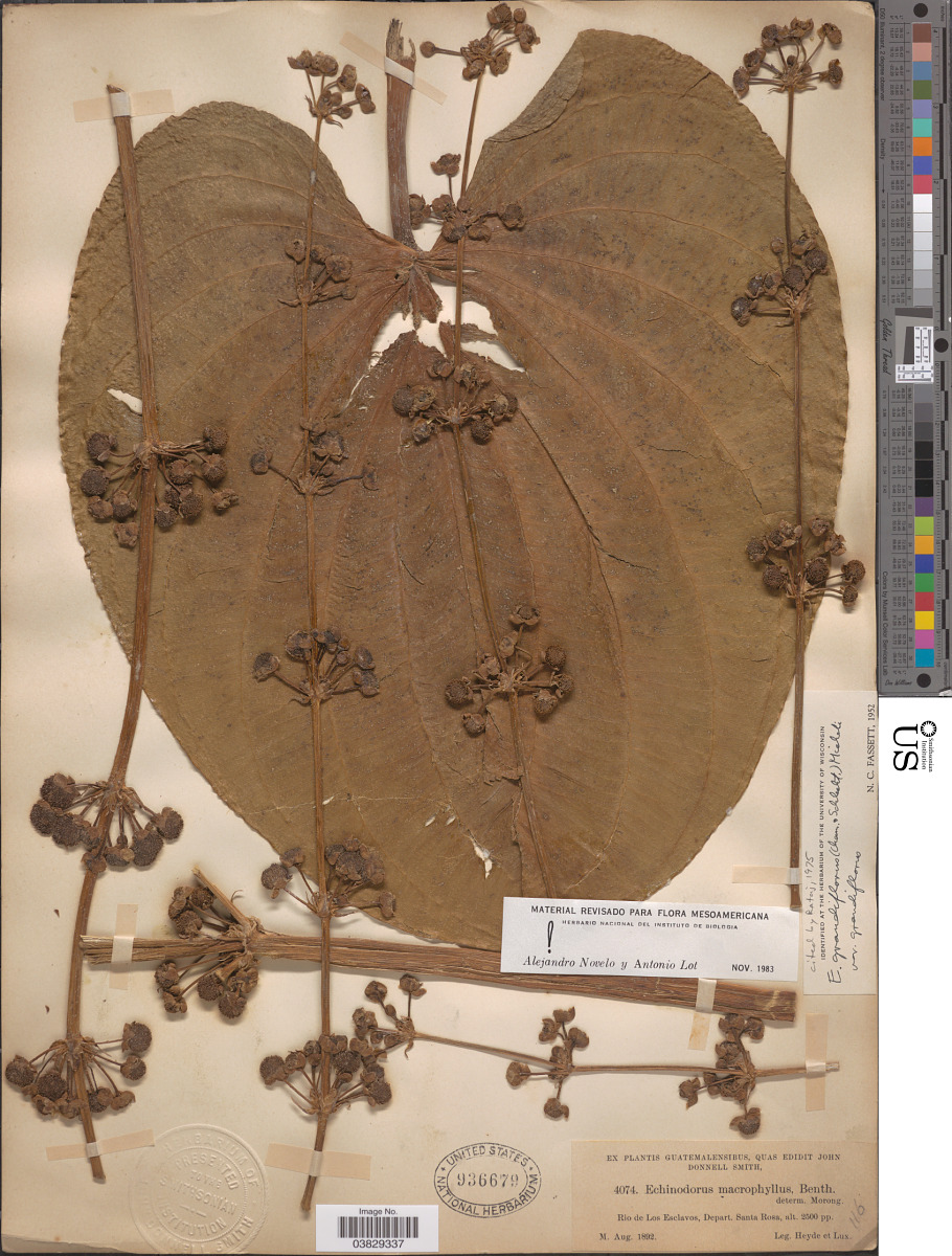 Alismataceae image