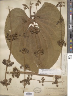 Echinodorus grandiflorus image