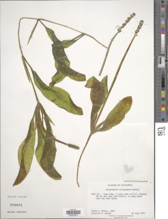 Image of Potamogeton illinoensis