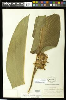 Goeppertia latifolia image