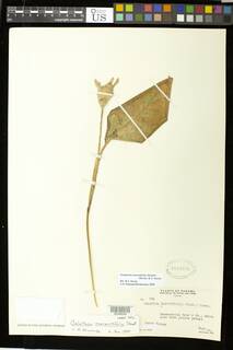 Goeppertia marantifolia image
