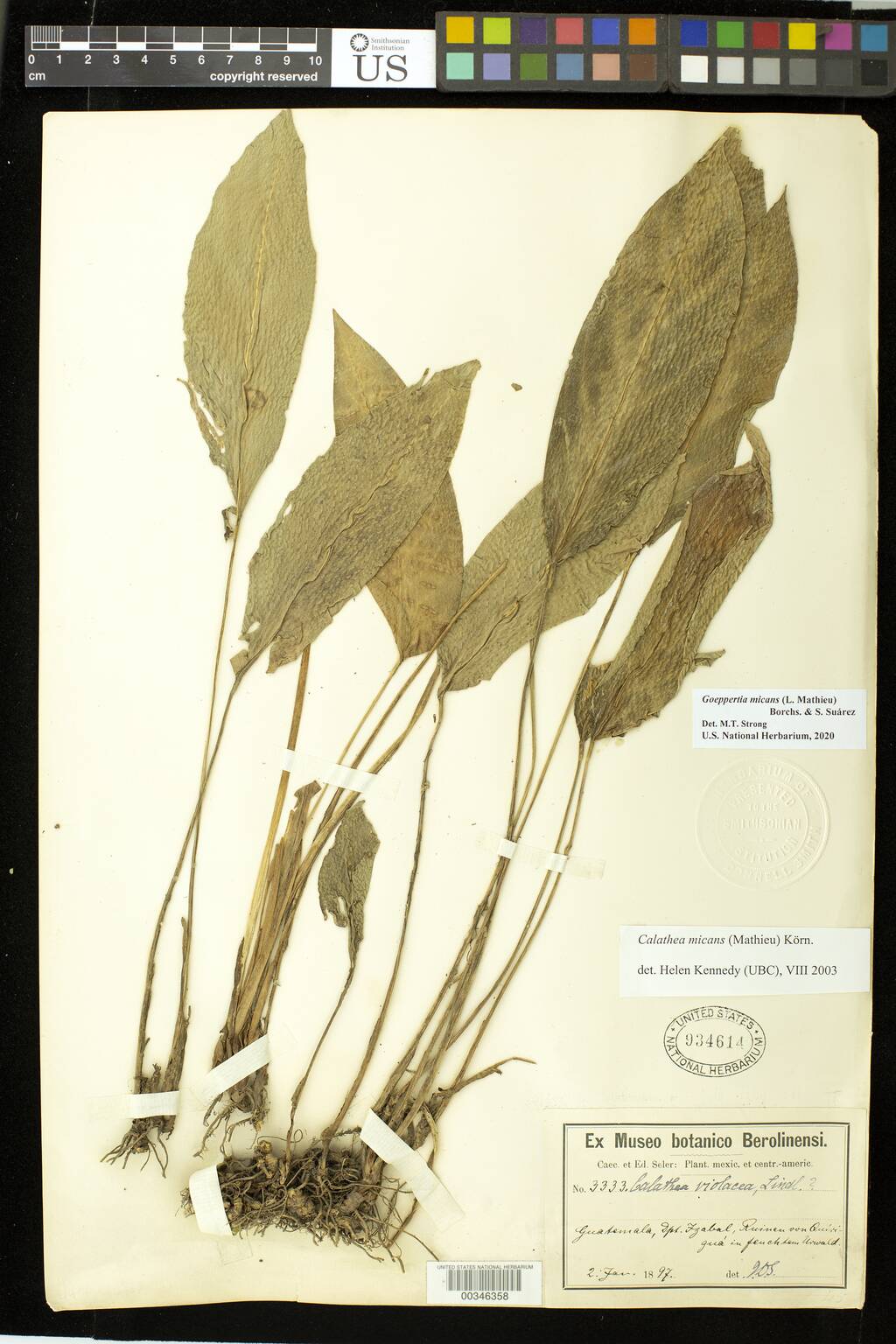 Marantaceae image