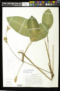 Image of Goeppertia portobelensis