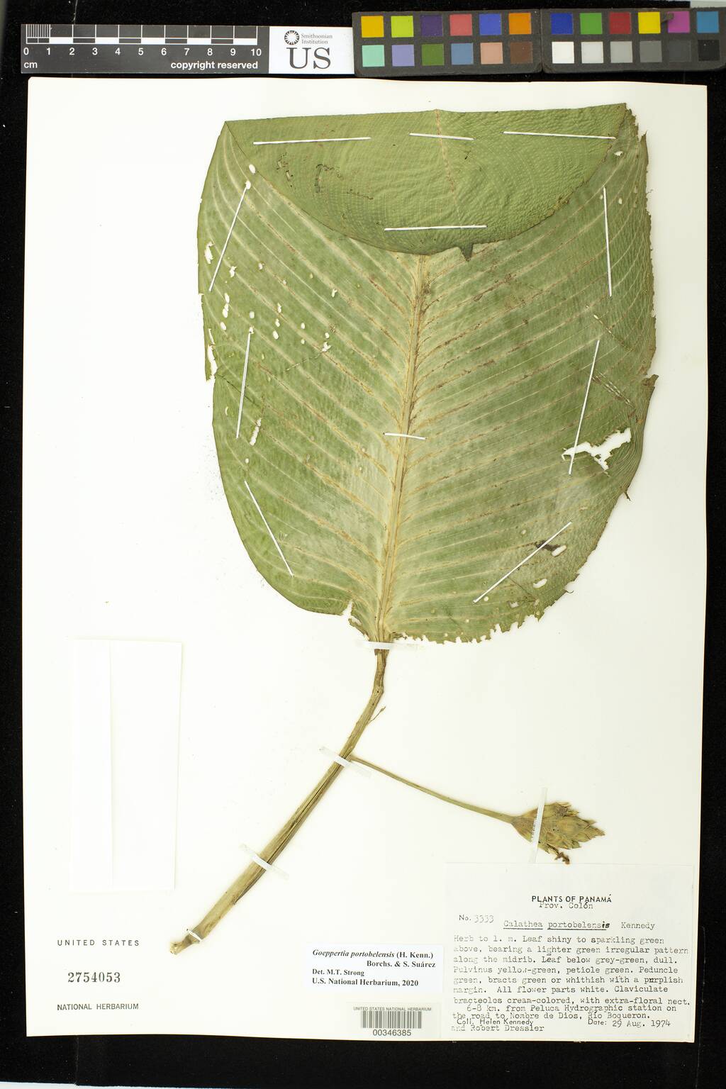 Goeppertia portobelensis image