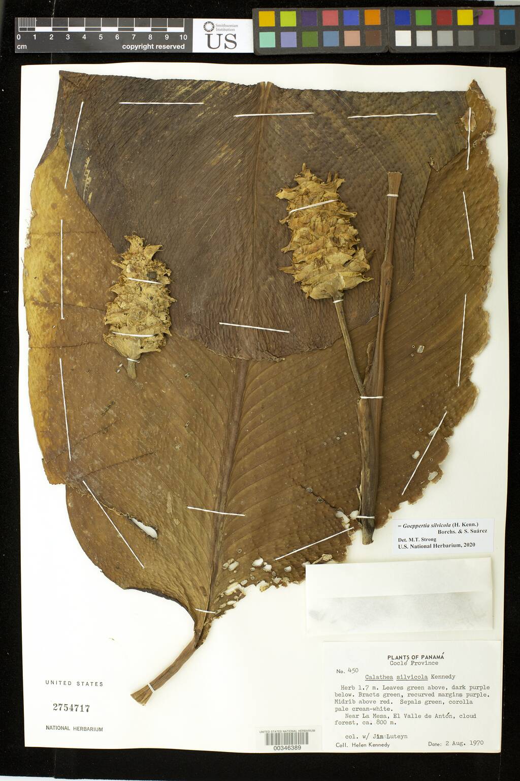 Goeppertia silvicola image