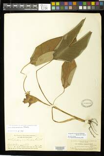 Image of Goeppertia soconuscum
