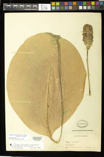 Image of Goeppertia truncata
