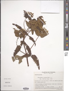 Calceolaria perfoliata image