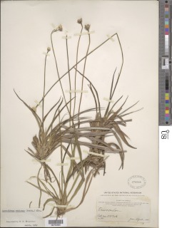 Mesanthemum radicans image
