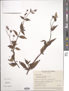 Image of Calceolaria irazuensis