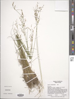 Juncus trilocularis image