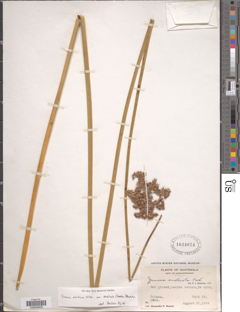 Juncus balticus subsp. andicola image