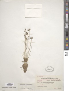 Image of Syngonanthus poggeanus
