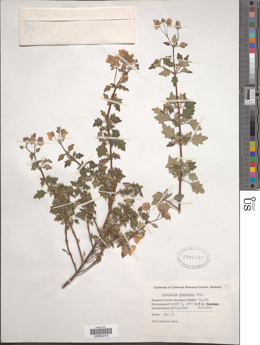 Calceolariaceae image