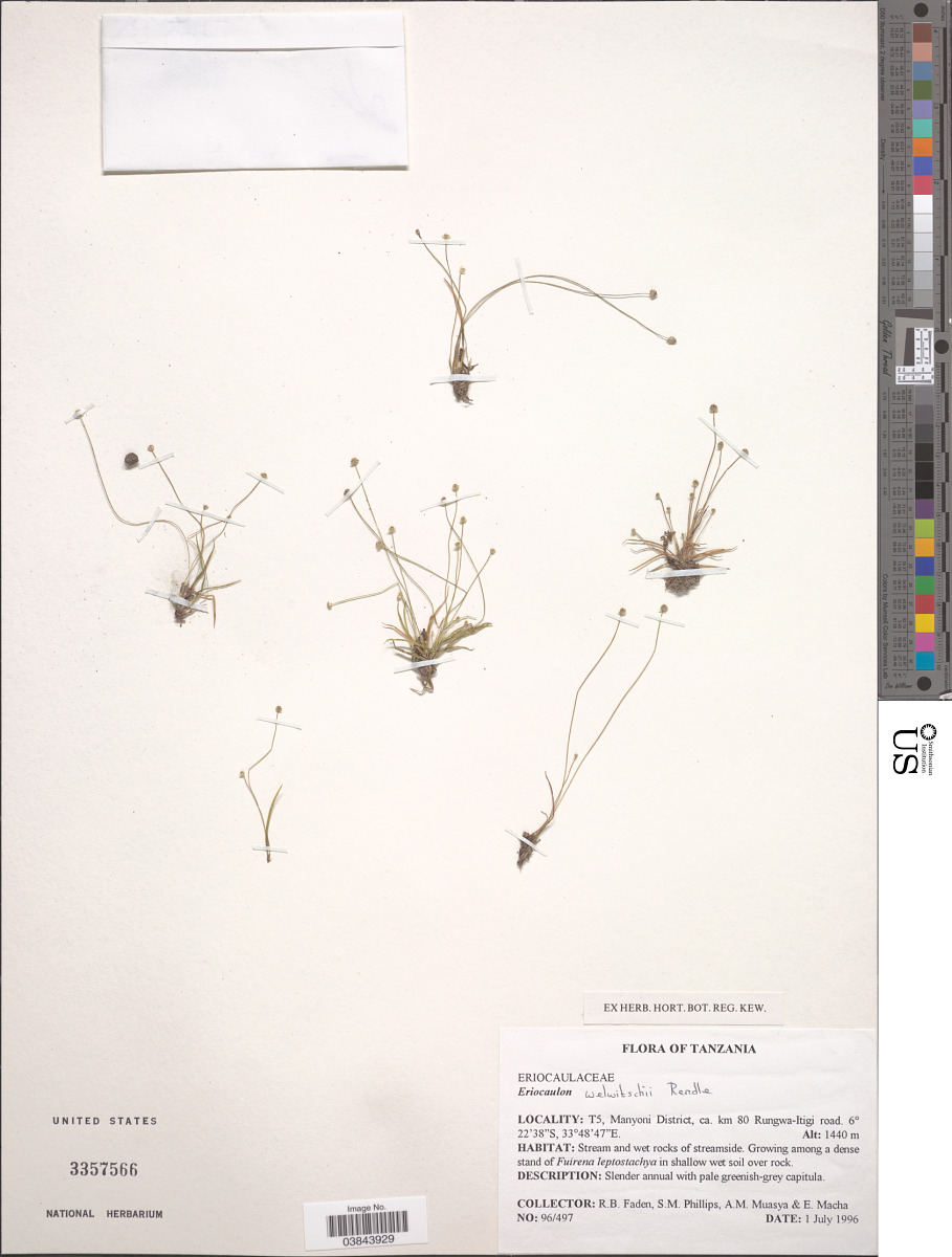 Eriocaulaceae image
