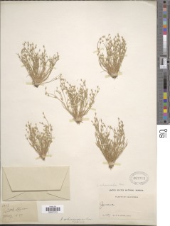 Juncus sphaerocarpus image