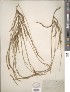Allocasuarina verticillata image
