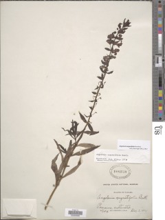 Image of Angelonia angustifolia