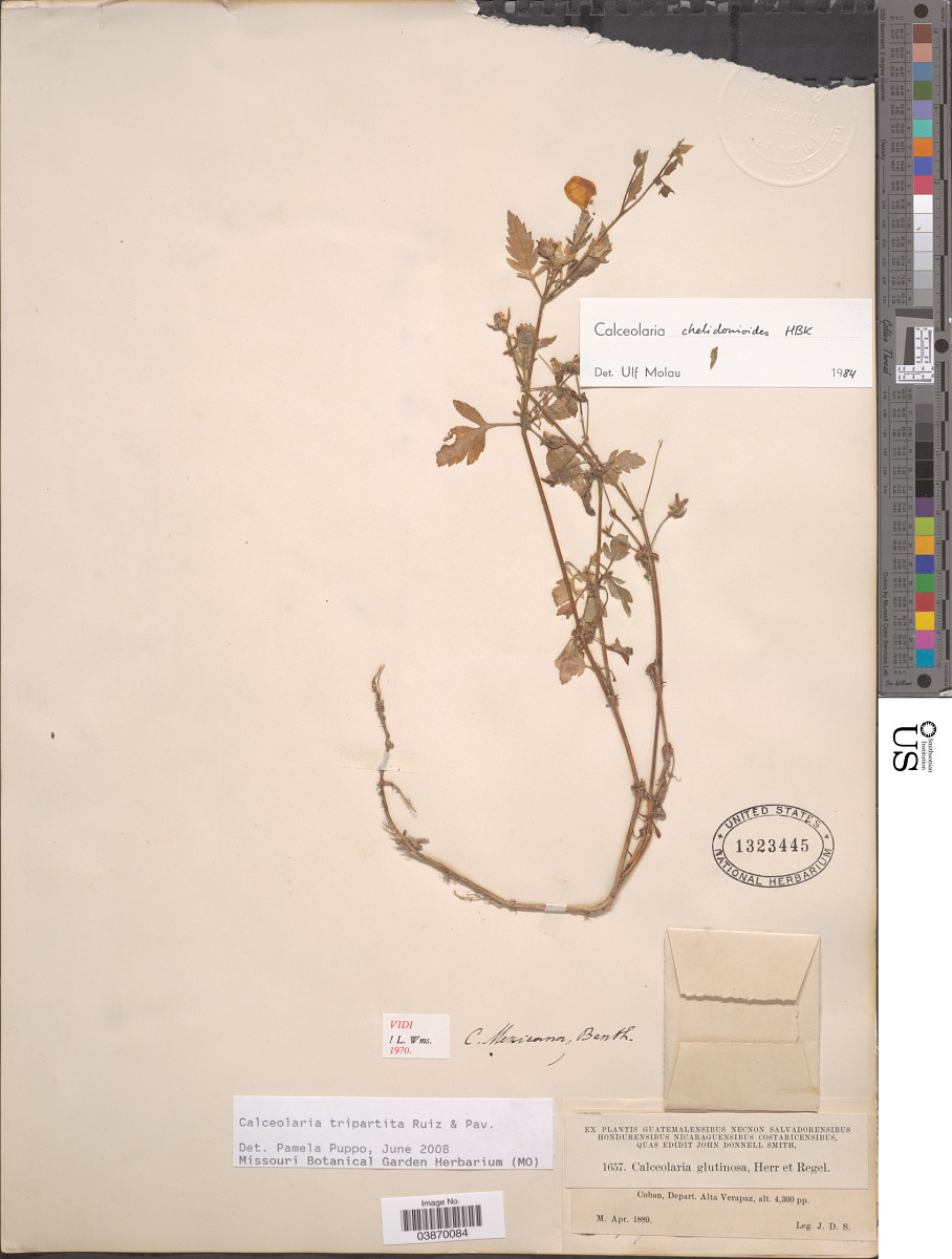 Calceolariaceae image
