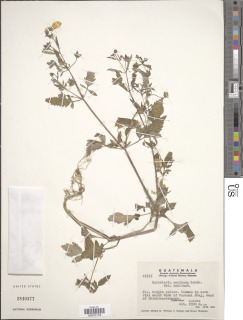 Calceolaria mexicana image