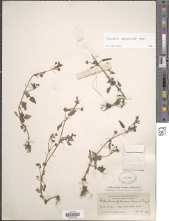 Image of Calceolaria chelidonioides