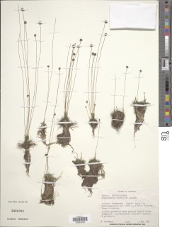 Syngonanthus wahlbergii image