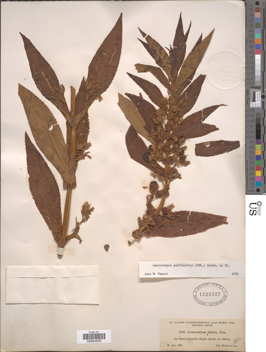 Leucocarpus alatus image