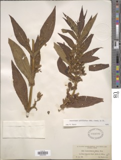 Image of Leucocarpus alatus