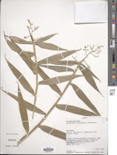 Image of Flagellaria guineensis