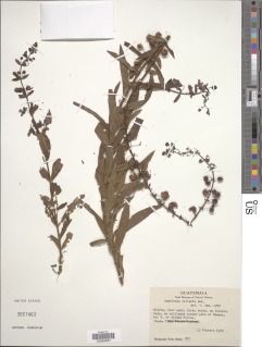 Image of Angelonia ciliaris
