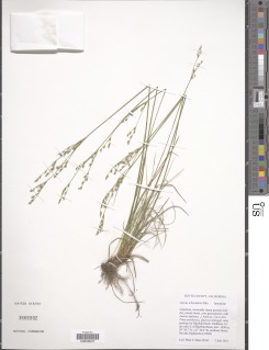 Juncus trilocularis image