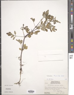 Image of Calceolaria tripartita