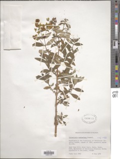 Image of Calceolaria engleriana