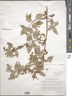 Image of Calceolaria boliviana