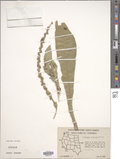 Image of Verbascum speciosum
