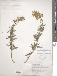 Image of Calceolaria morisii