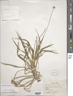 Mesanthemum radicans image