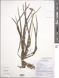 Eriocaulon latifolium image