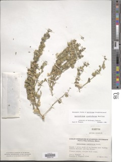 Pseudorontium cyathiferum image