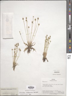 Eriocaulon woodsonianum image