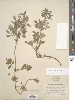Calceolaria tripartita image