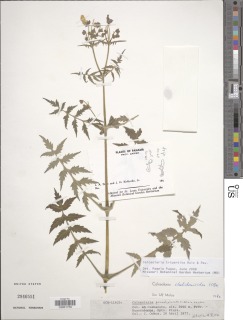 Calceolaria tripartita image