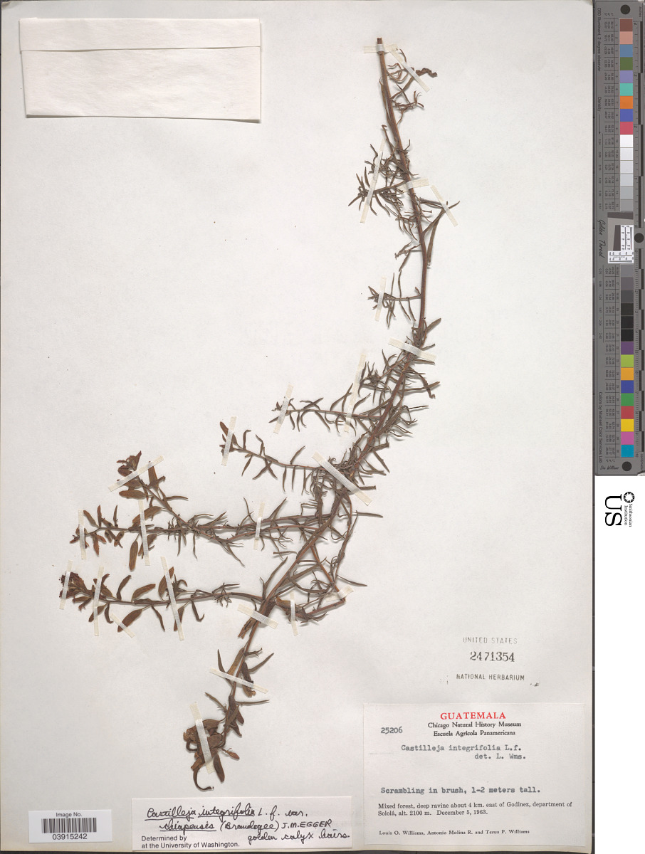 Castilleja integrifolia var. chiapensis image