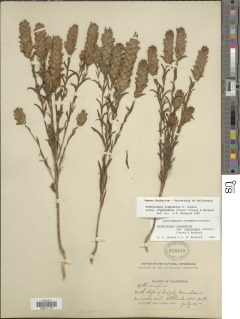 Orthocarpus cuspidatus subsp. cryptanthus image