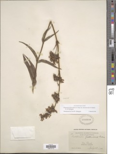 Penstemon heterodoxus var. shastensis image