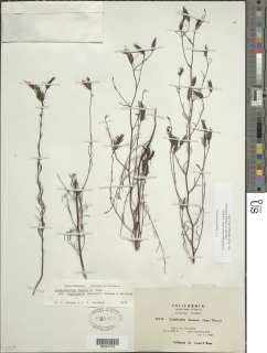 Cordylanthus tenuis subsp. capillaris image