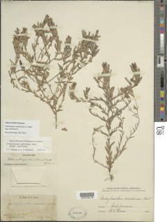 Chloropyron maritimum subsp. maritimum image