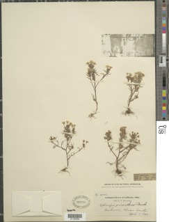 Triphysaria eriantha subsp. eriantha image