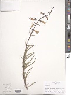 Penstemon grinnellii var. scrophularioides image