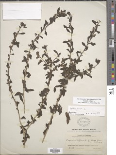 Image of Capraria biflora